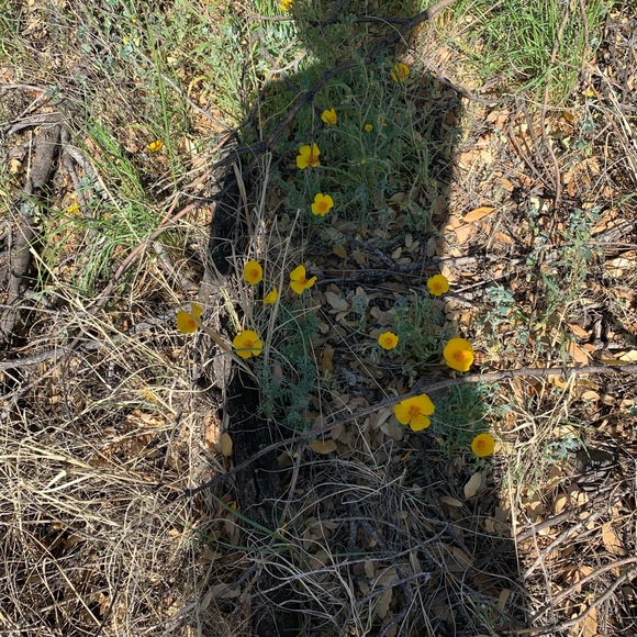 Meet your Posher, Lottie - Picture 4 of 4